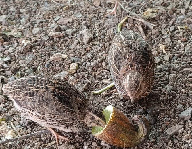 Quail In Action