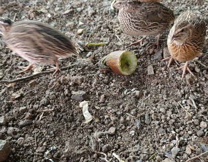 Quail In Action