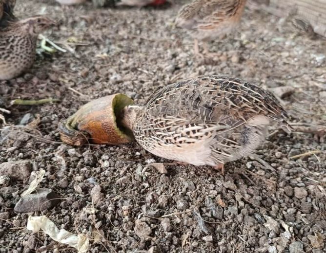 Quail In Action