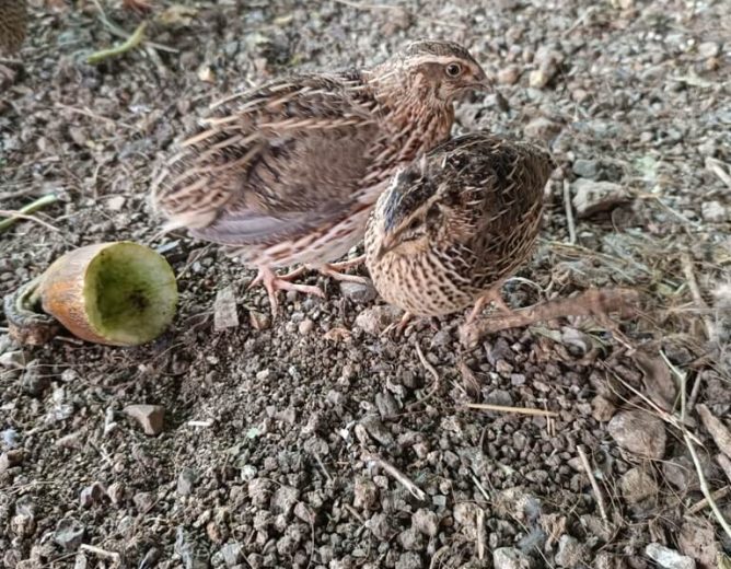 Quail In Action