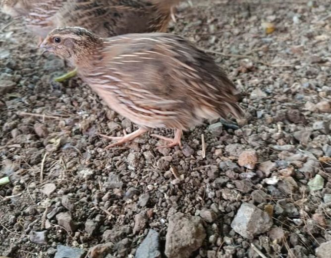 Quail In Action