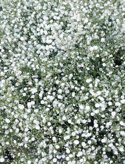 Gypsophila Flower Farming