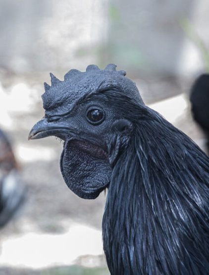 Poultry Kadaknath