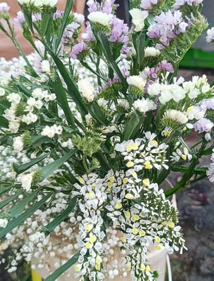 Limonium Flower Farming