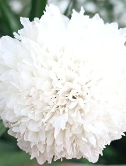 Scabiosa Tall Double Flower