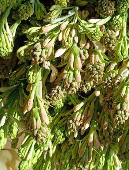 Tuberose Farming