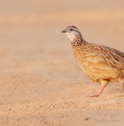 Poultry Quail Farming