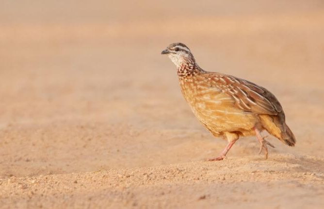 Poultry Quail Farming