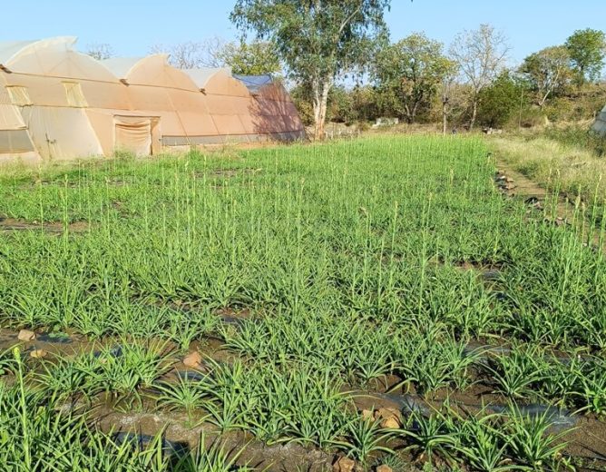 Tuberose Farming
