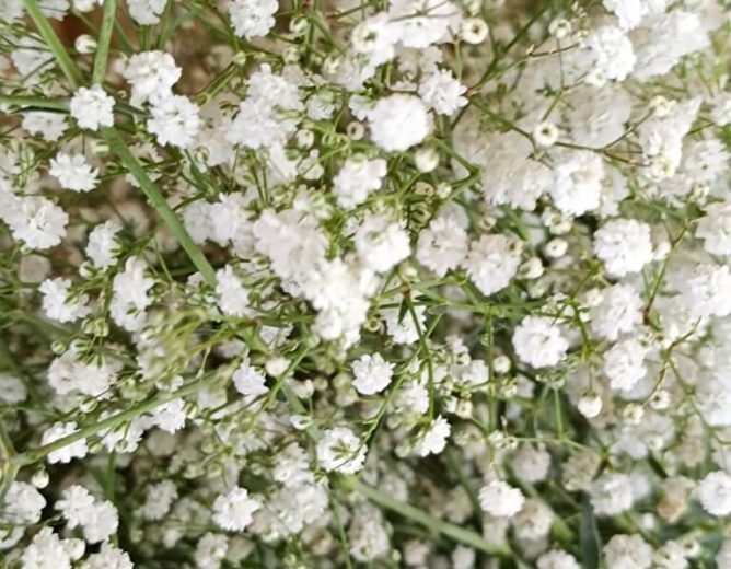 Gypsophila Flower Farming