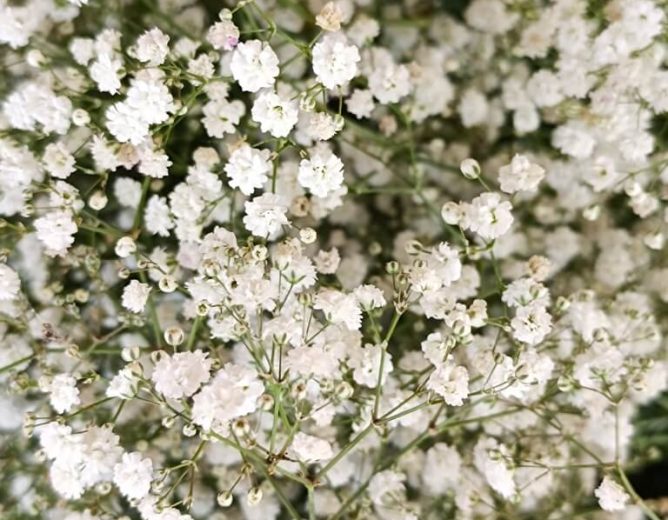 Gypsophila Flower Farming