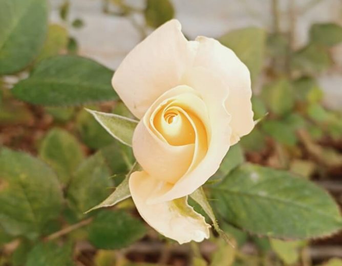 The Dutch Rose Farming