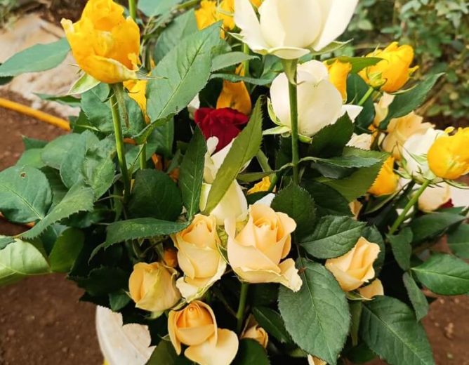 The Dutch Rose Farming