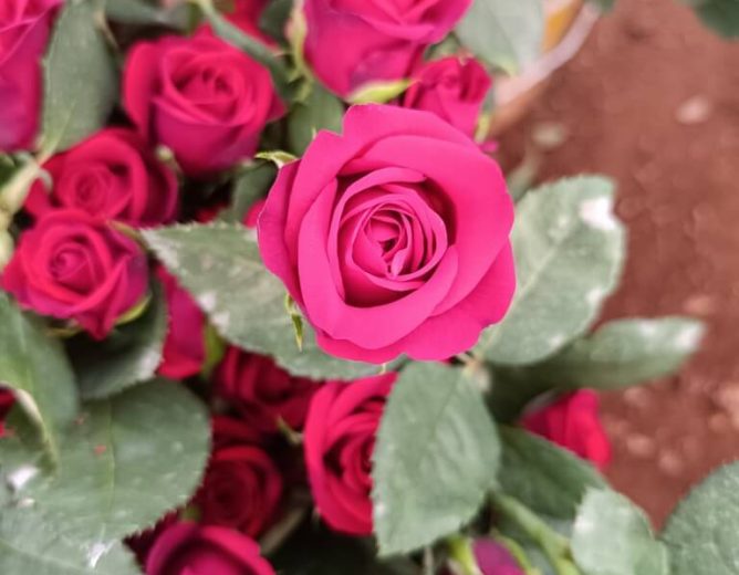 The Dutch Rose Farming
