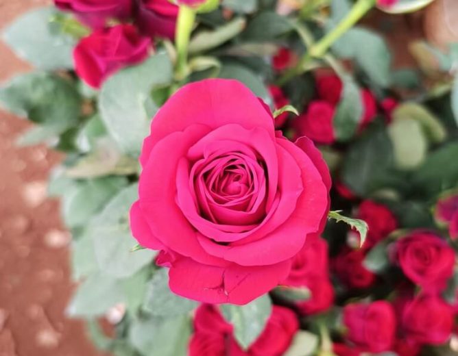 The Dutch Rose Farming