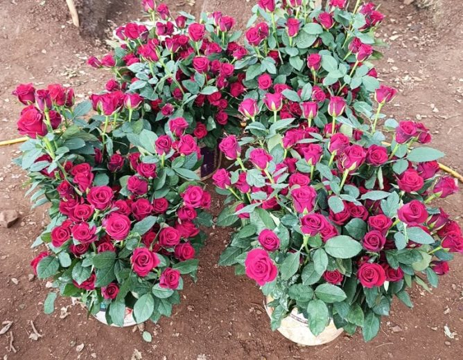 The Dutch Rose Farming