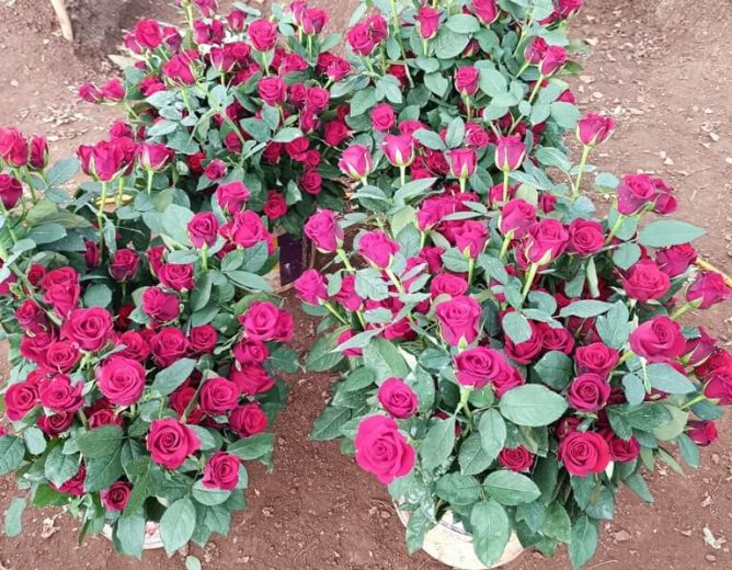 The Dutch Rose Farming