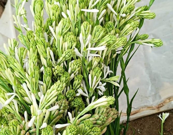 Tuberose Farming