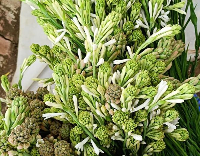 Tuberose Farming