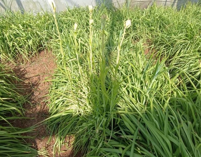 Tuberose Farming