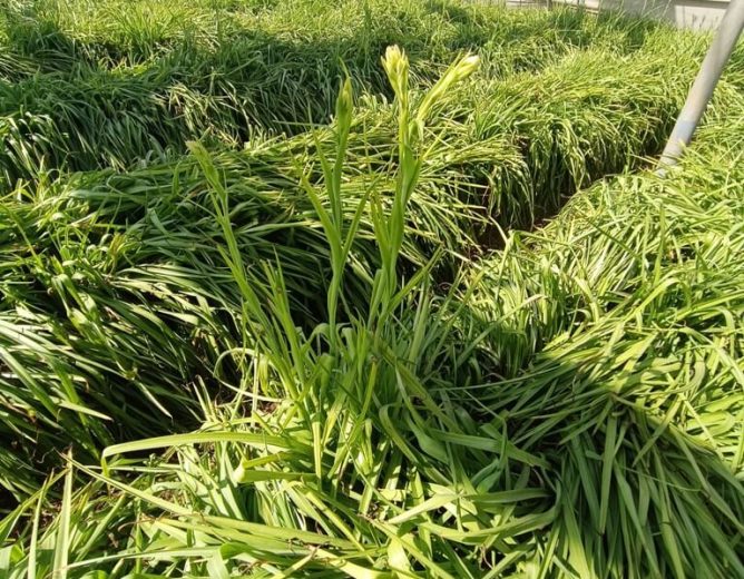 Tuberose Farming