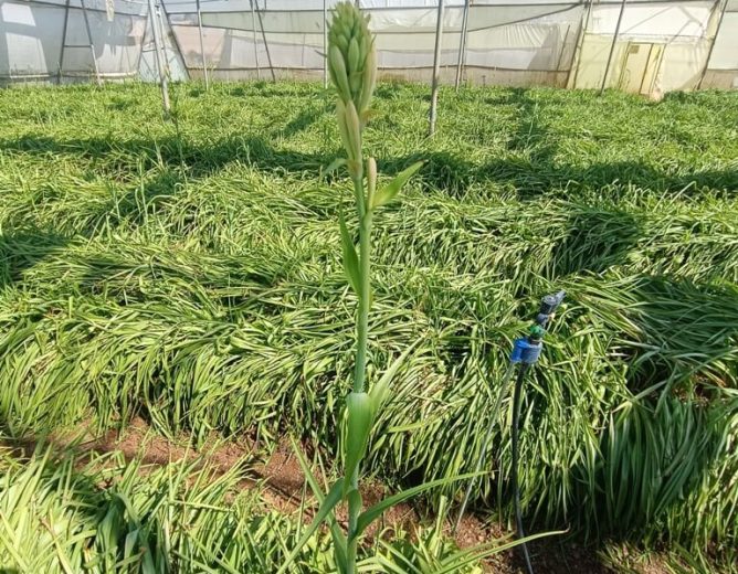 Tuberose Farming