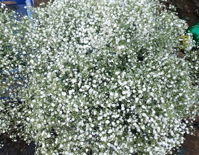 Gypsophila Flower Farming