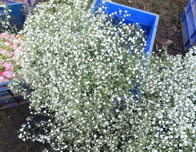 Gypsophila Flower Farming