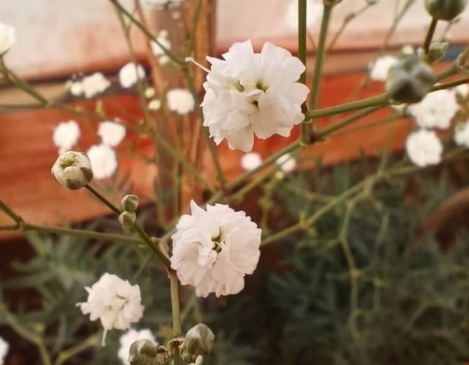 Gypsophila Flower Farming