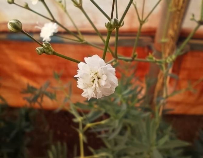 Gypsophila Flower Farming