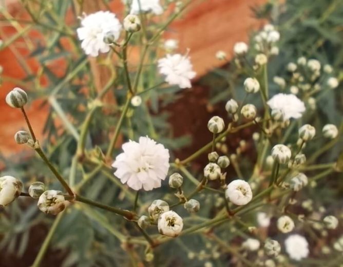 Gypsophila Flower Farming