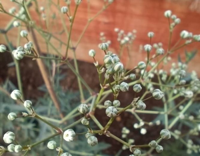 Gypsophila Flower Farming
