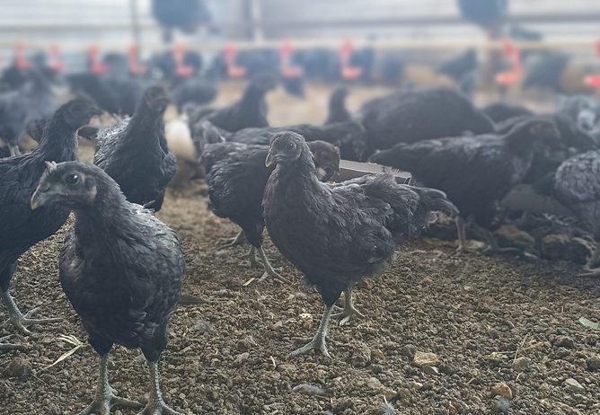 Kadaknath Farming