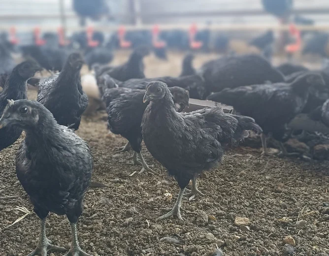 Kadaknath Farming