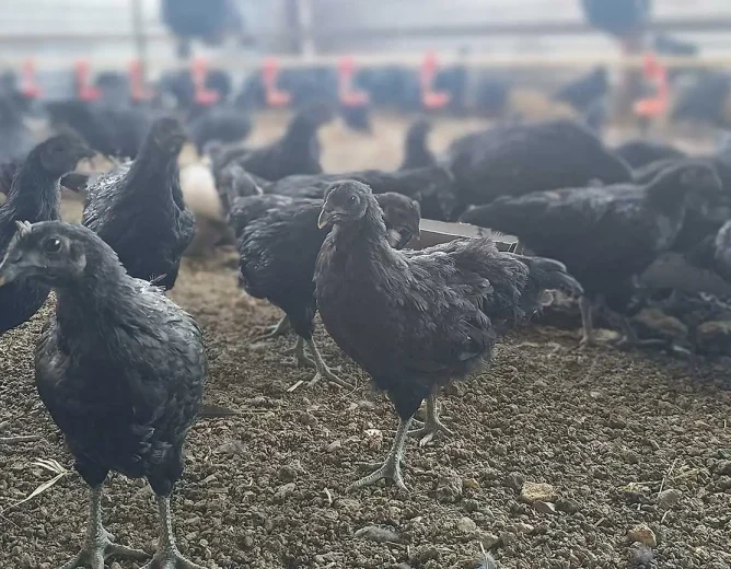 Kadaknath Farming