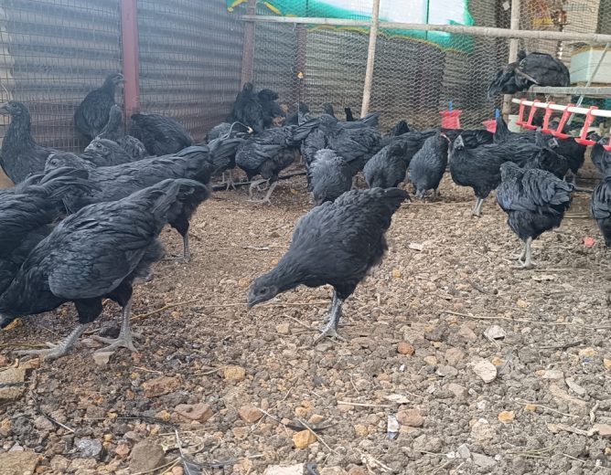 Kadaknath Farming