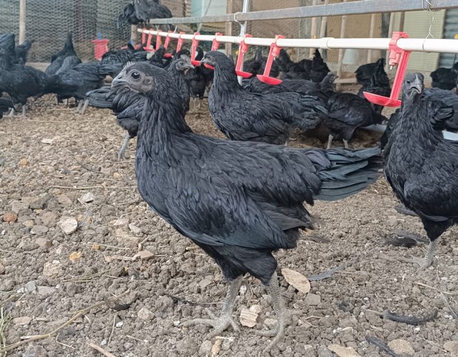 Kadaknath Farming