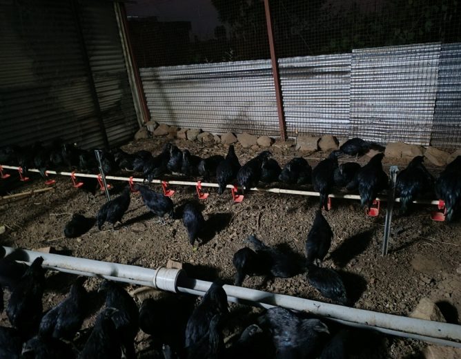 Kadaknath Farming