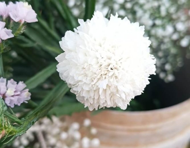 Scabiosa