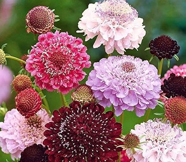 Scabiosa