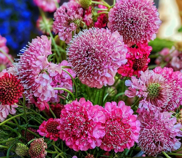 Scabiosa