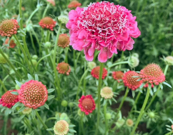 Scabiosa