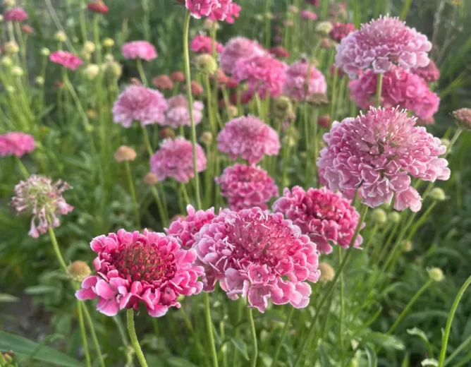 Scabiosa