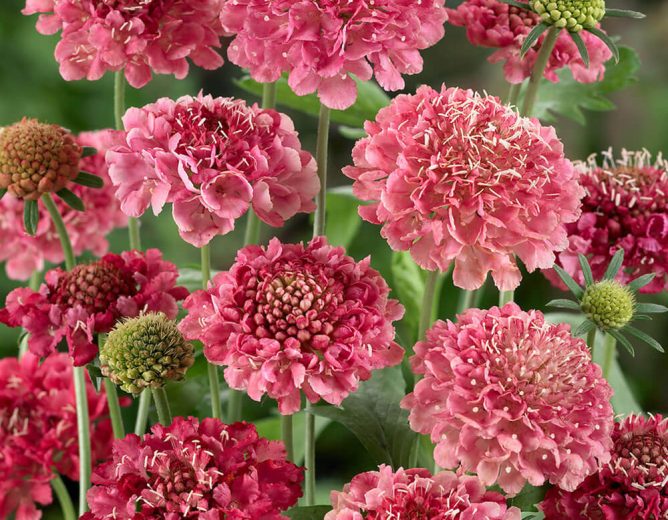 Scabiosa